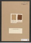 Diatomeae indet. Zeichnungen Sammlung Grunow Nr. 3805 (NHMW-BOT-W0371483)
